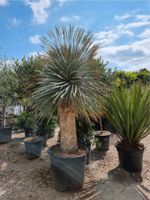 Yucca Rostrata "Blue Swan" Blaue Palmlilie 185cm-195cm GH Nordrhein-Westfalen - Oer-Erkenschwick Vorschau