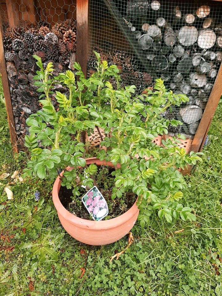 Wildrose Duftrose Sorte Rosa rugosa Aktuell 50 cm hoch in Bad Aibling