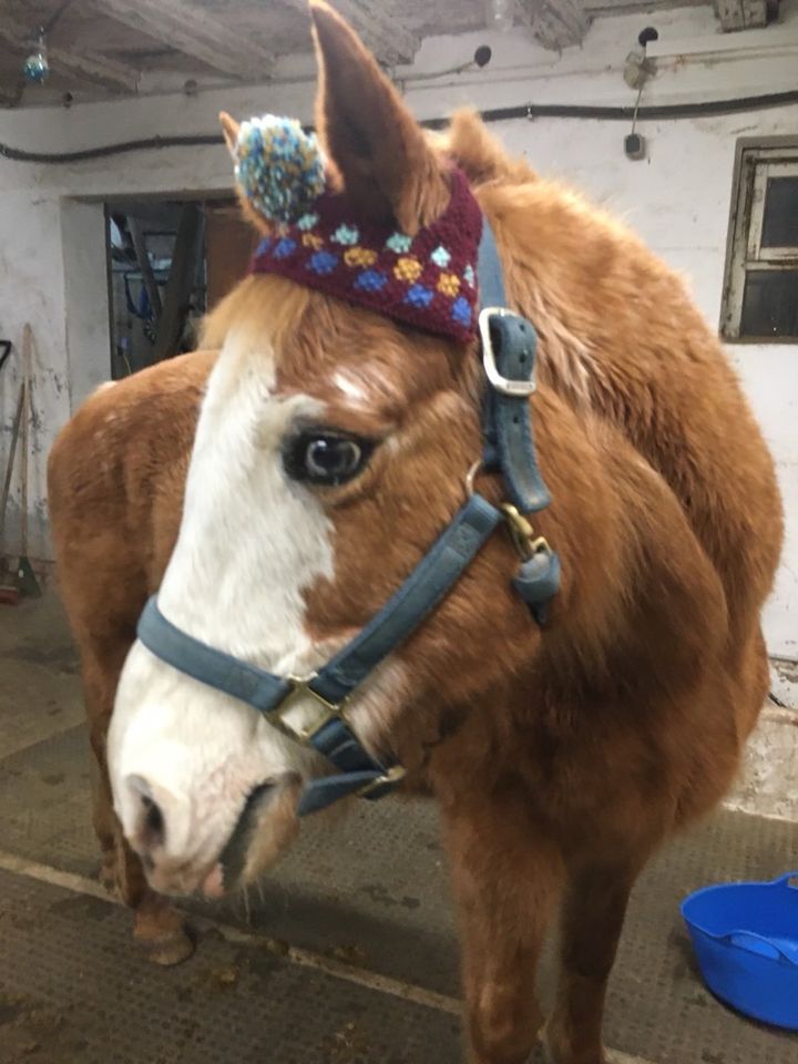 Pudelmütze Bommelmütze Strickmütze für Pferd & Pony in Bösleben-Wüllersleben