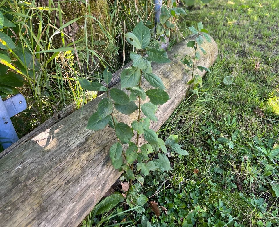 Mirabelle Baum in Vöhrenbach