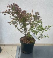 20 Stück,  Thunberg - Blutberberitze Heckenpflanze 20-30 cm. Hessen - Dreieich Vorschau