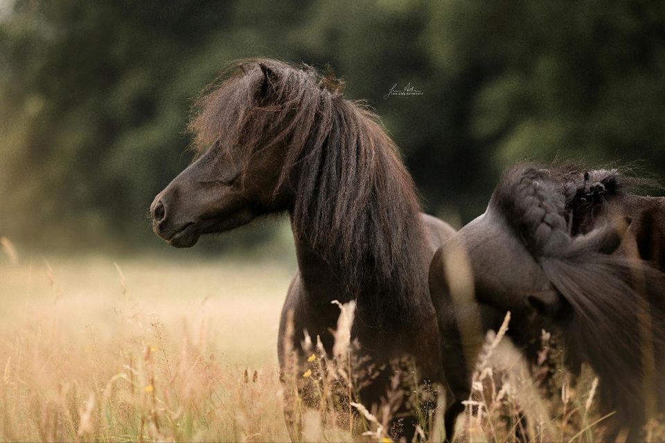 Ponyreiten für Kinder 1-6 Jahre in Kürten