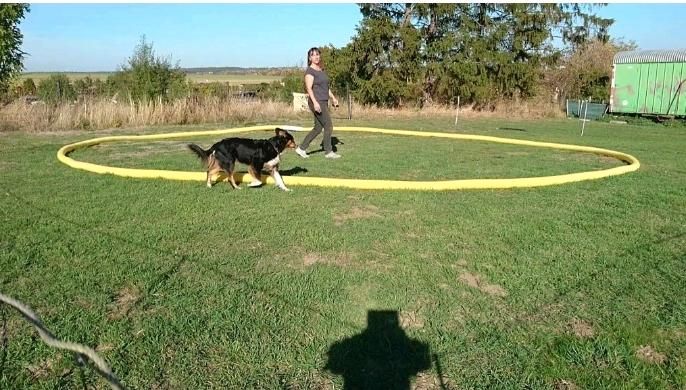 Longieren körpersprachlich mit Hund in Wolfenbüttel