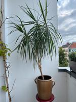 Drachenbaum Pflanze Mitte - Wedding Vorschau
