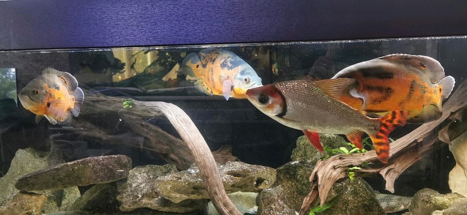 Astronotus ocellatus Oscar red Tiger Barsch Aquarium in Krumbach Schwaben