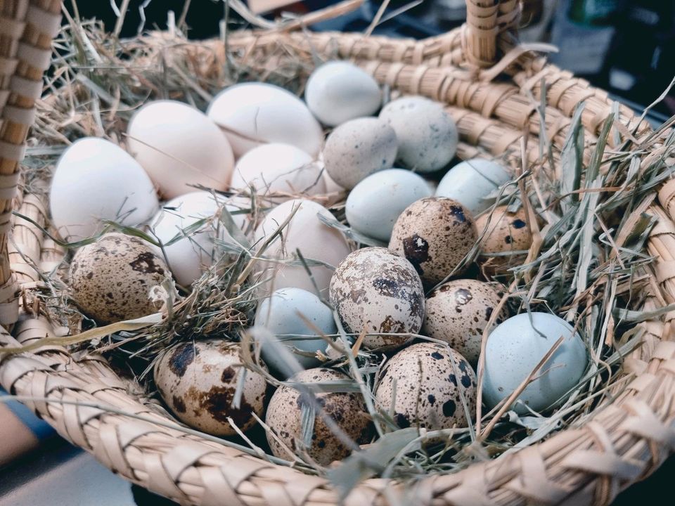 Frische Wachtel und Zwerghühner Eier in Wabern