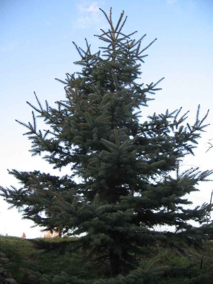 Weihnachtsbaum, Blautanne ,Nordmanntanne, Fichte in Sachsen Wurzen