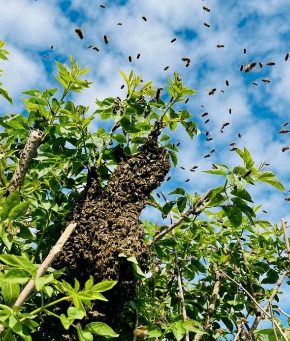 Bienenschwarm im Garten? Imker holt ihn kostenfrei ab. Wespen in Rostock