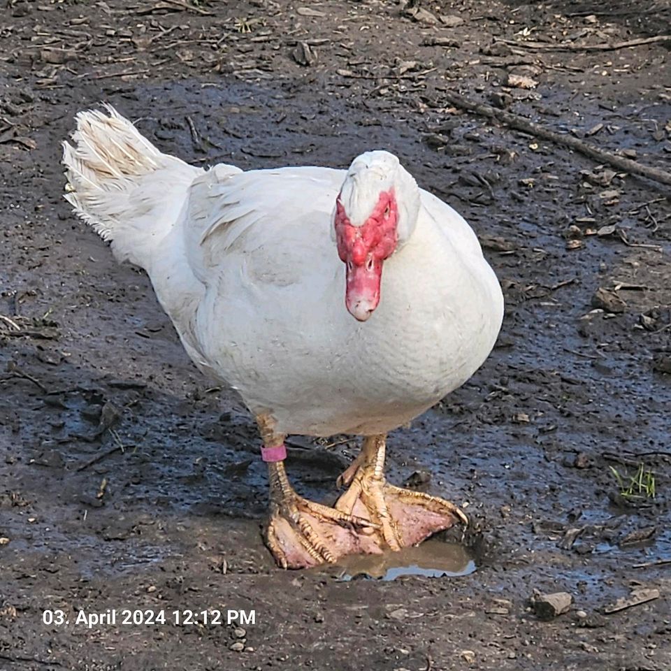 Enten Bruteier Enteneier Pekingenten Flugenten in Mestlin