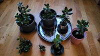 Sukkulente Geldbaum Crassula ovata Affenbrotbaum Pfennigbaum Berlin - Mitte Vorschau