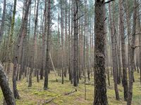 Wald abzugeben Ludwigslust - Landkreis - Ludwigslust Vorschau