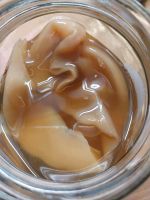 Kombucha Pilz - Scoby Hessen - Fulda Vorschau