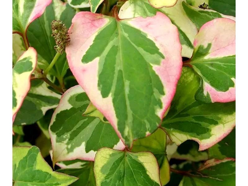 Immergrüne robuste Clematis Waldrebe  Apple Blossom Rosa Weiss in Hamburg