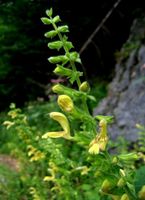 Gelber Salbei Schattenstaude Sachsen - Striegistal Vorschau