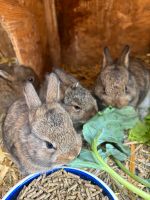 Hasennachwuchs zu verkaufen Thüringen - Döllstädt Vorschau