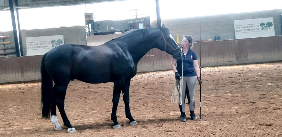 mobiler Beritt & Reitunterricht in Stadecken-Elsheim