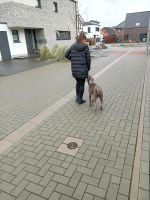 Hundetrainer / Hundeschule Nordrhein-Westfalen - Greven Vorschau