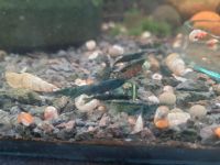 Dark Green Jade Neocaridina Garnelen 4 Euro Baden-Württemberg - Volkertshausen Vorschau