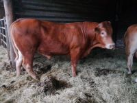 Limousin Bulle Niedersachsen - Barßel Vorschau