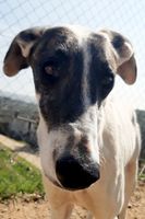 Galgo Español Taddeo liebt es gestreichelt zu werden. Bayern - Kaufbeuren Vorschau