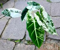 Alocasia Frydek Variegata - Y12 Hessen - Obertshausen Vorschau