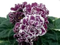 BLATT bewurzelt  RS-Gerzoginja African Violet Usambaraveilchen Baden-Württemberg - Forbach Vorschau