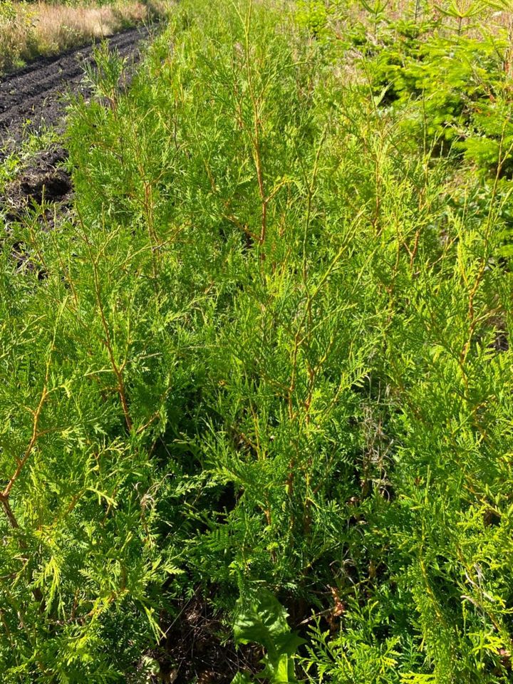 Thuja occidentalis (Heckenpflanze) in Schenefeld