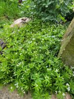 Waldmeister aus Biogarten Maienkraut Sachsen-Anhalt - Gardelegen   Vorschau