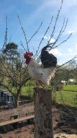 Eier Serama  und buntleger Huhn Henne BE versch.  Rassen Nordwestmecklenburg - Landkreis - Schönberg (Mecklenburg) Vorschau