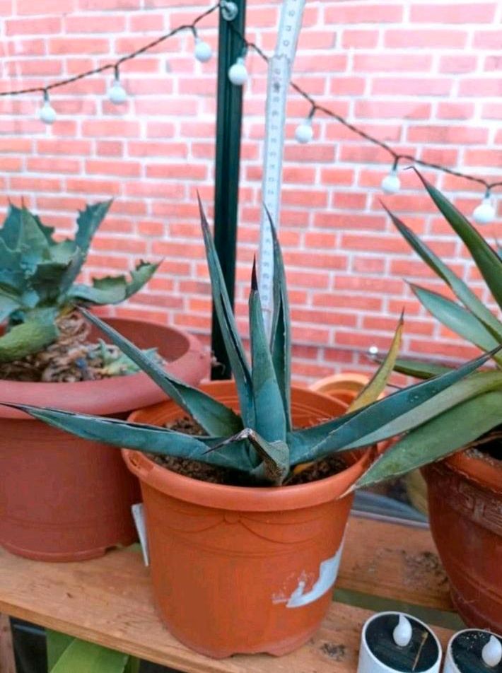 Agave Nigra Sharkskin Pflanze mediterrane Kaktus in Scheeßel
