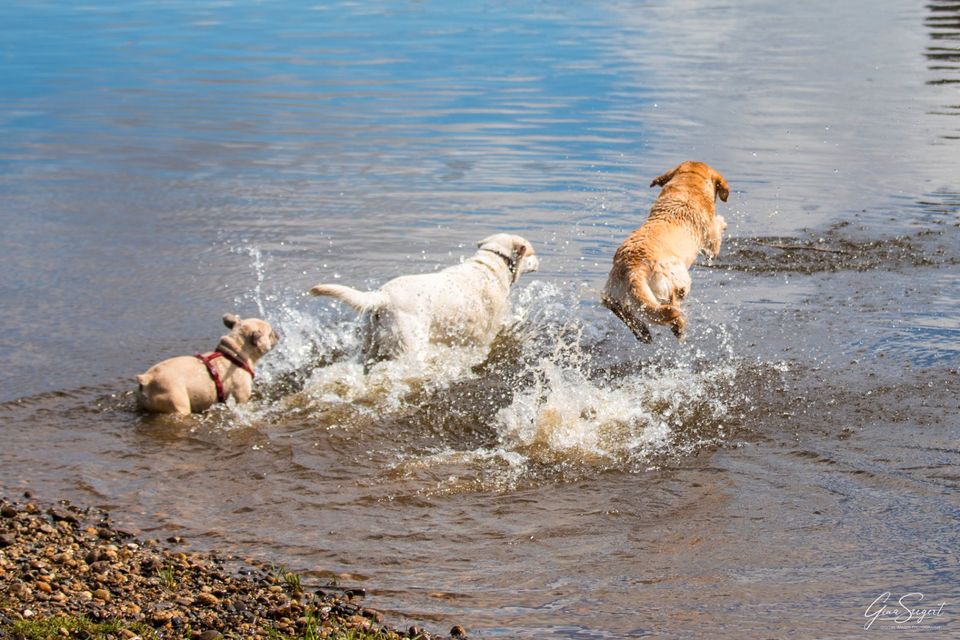 Gassi Service, Hundebetreuung 1 Platz frei in Berlin