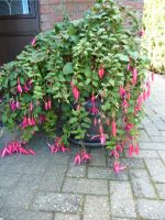 Fuchsien Bäumchen Niedersachsen - Rhauderfehn Vorschau