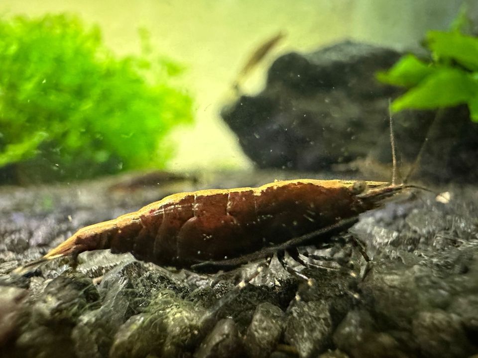 Neocaridina Garnelen, Wildfarbene Zwerggarnelen in Osnabrück