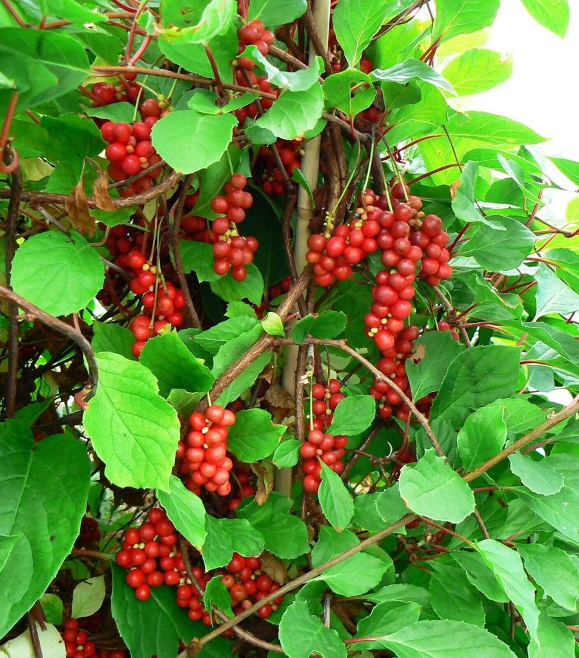 Schisandra chinensis 3 Jahre alt in Nienburg (Weser)