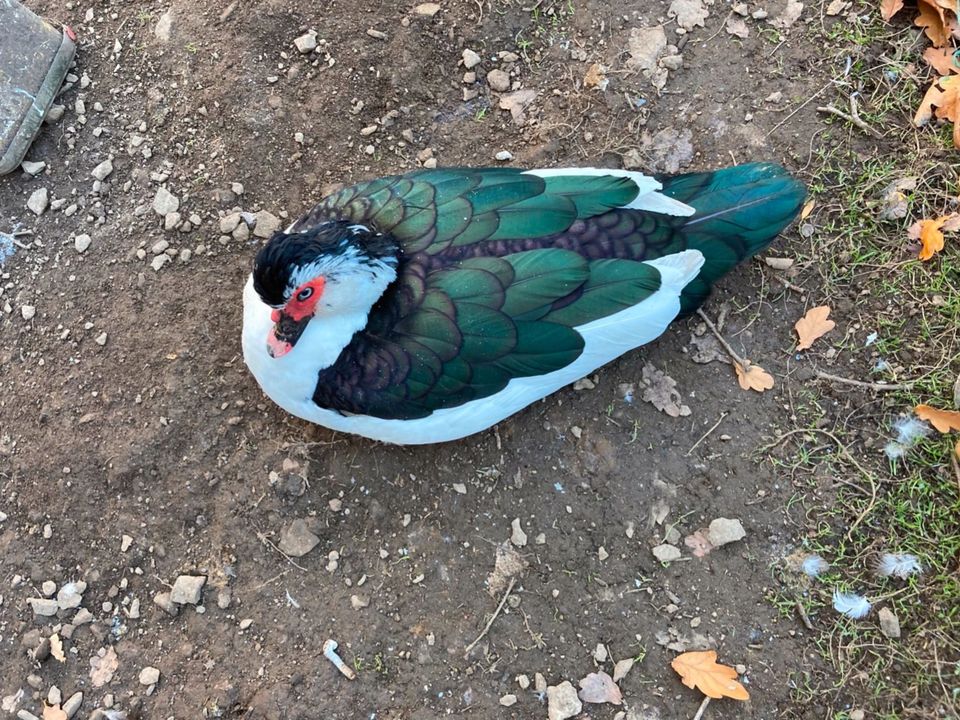 Warzenente Flugente Stummente Barbarieente Herzschecken Naturbrut in Siegen