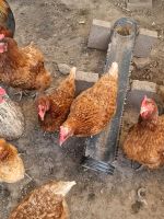 Hühner zu verkaufen Niedersachsen - Sarstedt Vorschau