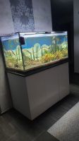 Aquarium mit Fischen Hessen - Fuldatal Vorschau