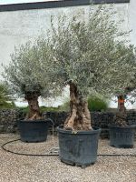 alte knorrige  Olivenbäume Bonsai, Olea Europaea,Ölbaum Thüringen - Straußfurt Vorschau
