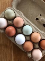 Eier von Freilaufenden Hühnern Baden-Württemberg - Hardthausen Vorschau