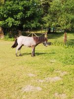 Wunder schöner Shetland Pony Hengst Mecklenburg-Vorpommern - Dorf Gutow Vorschau