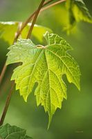 Ich Suche Weinblätter zuverschenken Nordrhein-Westfalen - Castrop-Rauxel Vorschau