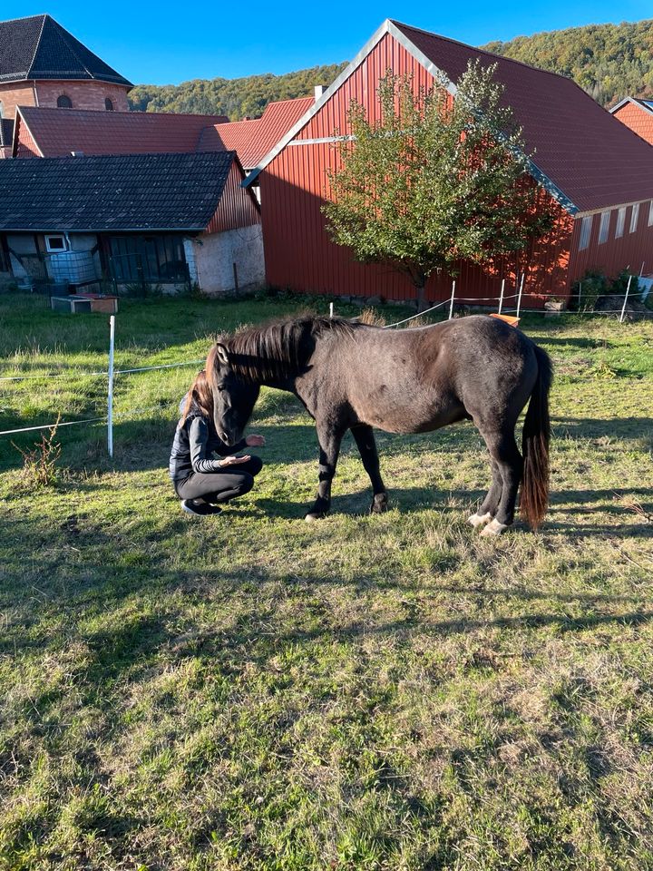 Island Pony und Mini Shetty zu verkaufen in Schimberg