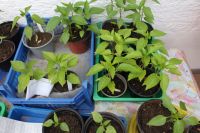 Bio Tomaten- und Paprikapflanzen Bayern - Rieden b Kaufbeuren Vorschau