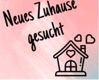 SUCHE Haus oder Wohnung zur Miete in Altenbeken/Buke/Schwaney! Nordrhein-Westfalen - Altenbeken Vorschau