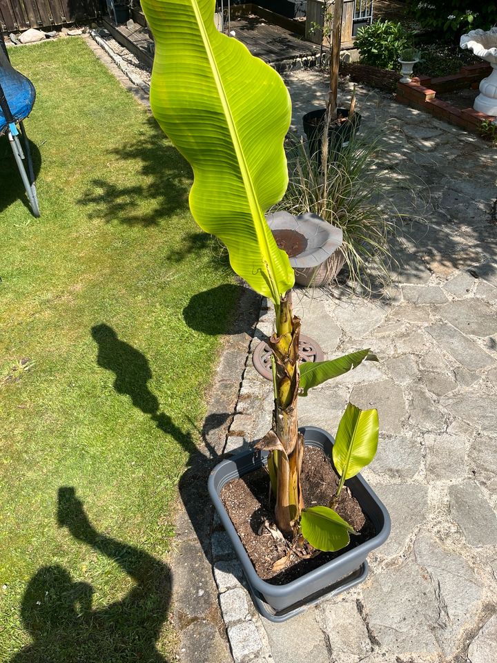 Bananenbaum Ableger in Westoverledingen