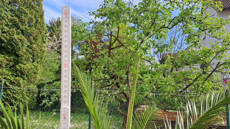 Palme, im Kunststofftopf 160 cm hoch (ohne abgebildeten Übertopf) in Edingen-Neckarhausen