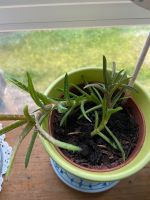 Aloe Vera Pflanze dünnblättrig Nordrhein-Westfalen - Mechernich Vorschau