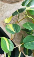 Philodendron Brasil - Kopfsteckling Nordrhein-Westfalen - Kürten Vorschau