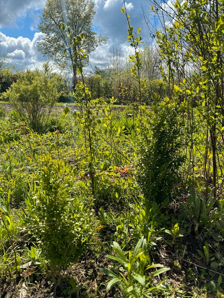 Buchsbäume & Buchen !!! in Felde