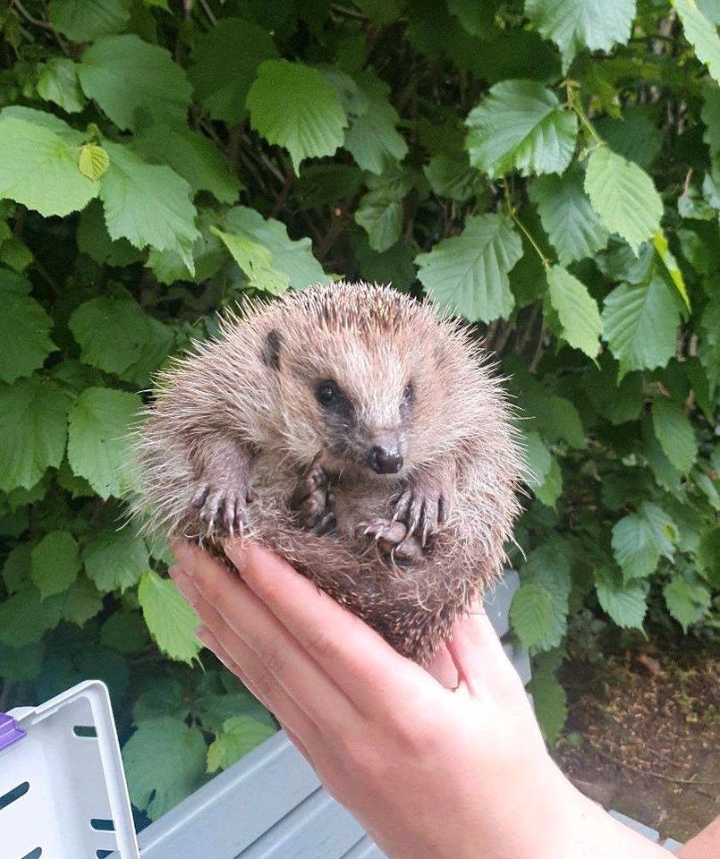 Igel gefunden Igelhilfe Tierhilfe Igelpflege Pflegestelle in Voerde (Niederrhein)